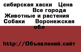 l: сибирская хаски › Цена ­ 10 000 - Все города Животные и растения » Собаки   . Воронежская обл.